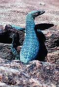 OB128 Monitor Lizard at Uluru / Ayers Rock